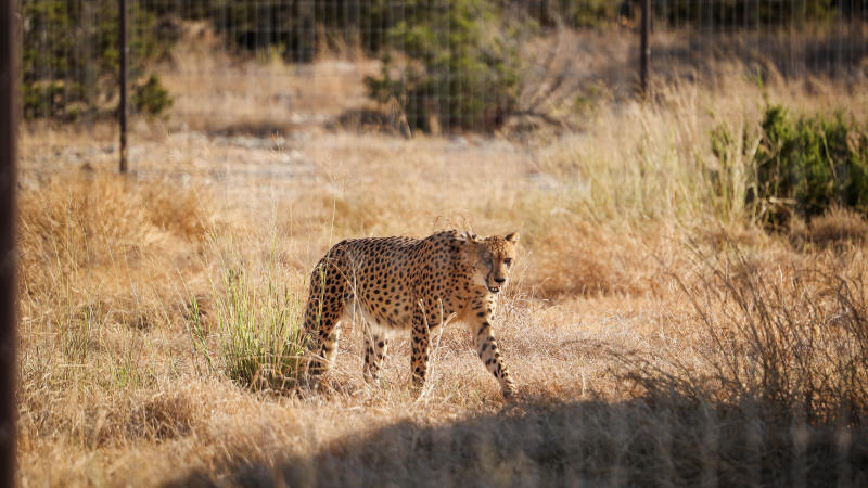 Cheetah walking grounds at Natural Bridge Wildlife Ranch.