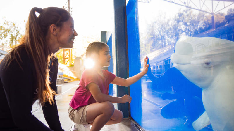 Animal trainer and girl looking at beluga whale at SeaWorld San Antonio.