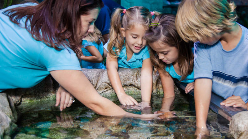 Family touching starfish and underwater animals at SEA LIFE.