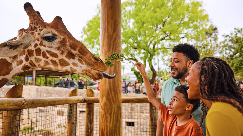 Family feeding a giraffe