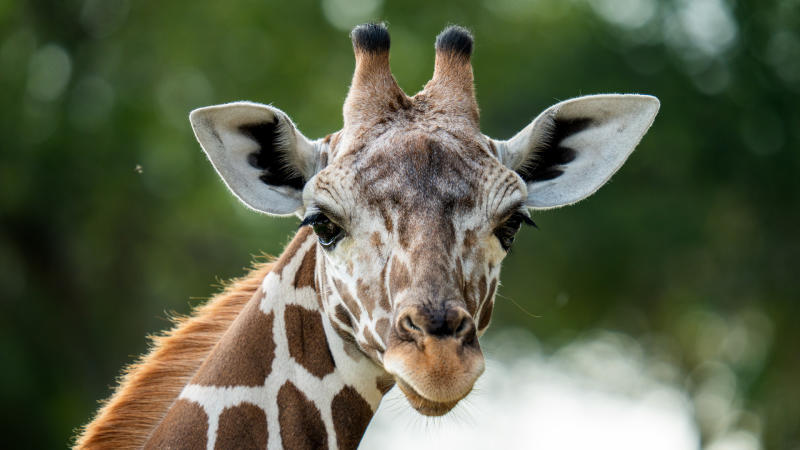 Closeup of Waffles the Giraffe at San Antonio Zoo.