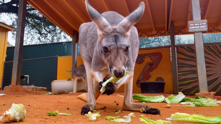 Close up shot of young kangaroo eating celery at San Antonio Zoo.