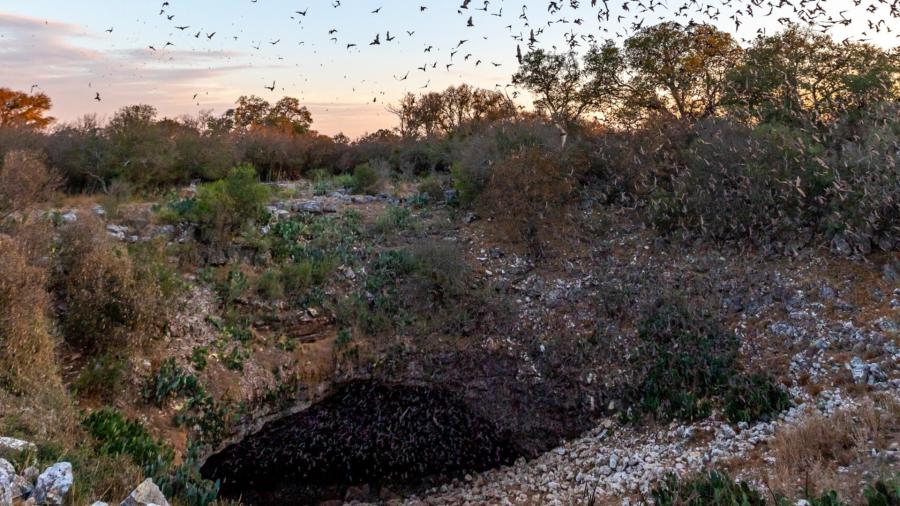 bats emerging from cave at sunset