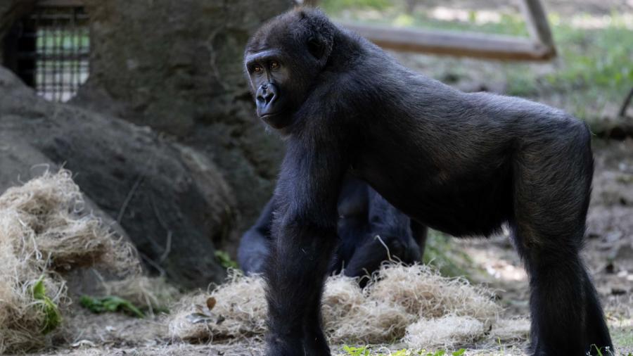 Gorilla standing on all four legs at zoo.