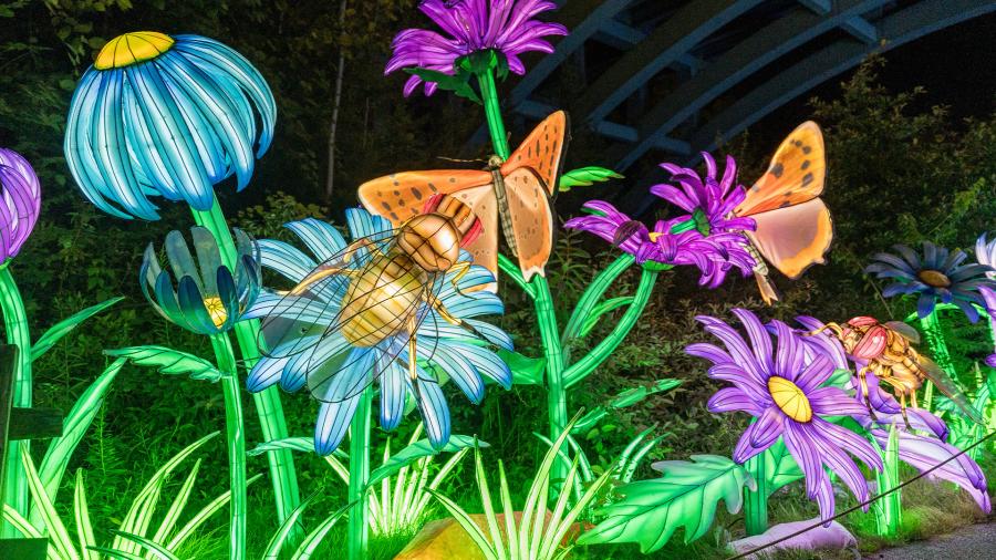 Light displays of flowers and butterflies at the San Antonio Botanical Garden.
