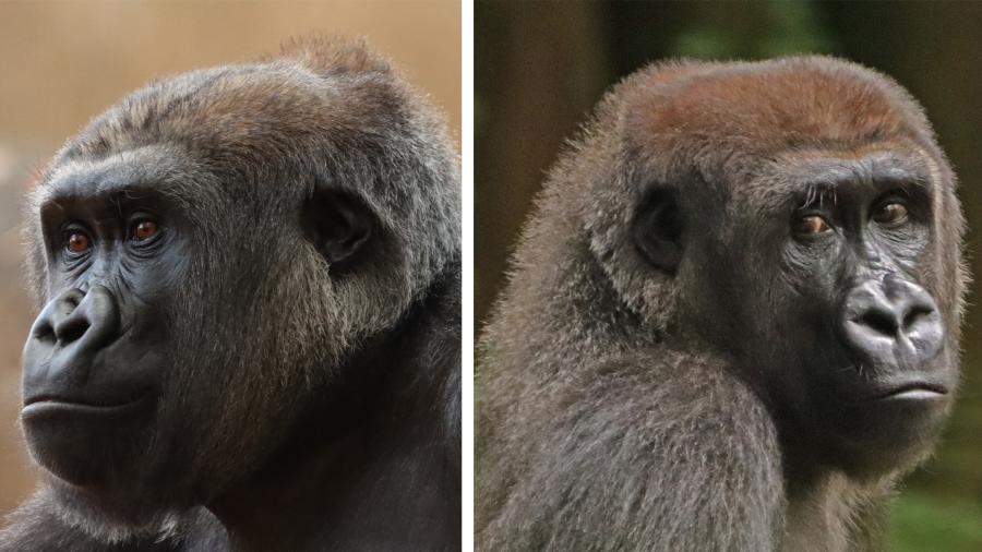 Two close-up photos of gorillas now at the San Antonio Zoo.