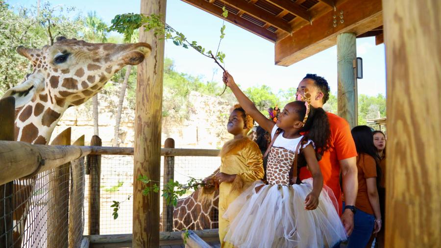 Family dressed in Halloween costumes feeding a giraffe at the San Antonio Zoo.