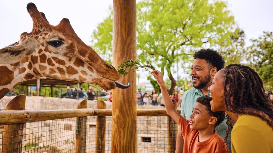 Family feeding a giraffe