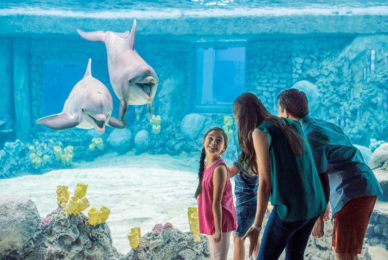 Family looking at dolphins at SeaWorld San Antonio.