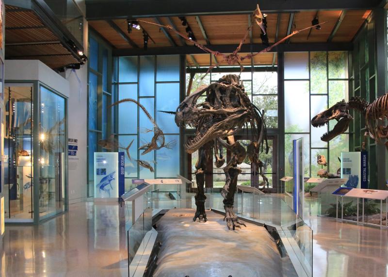Dinosaur skeleton inside Witte Museum lobby.