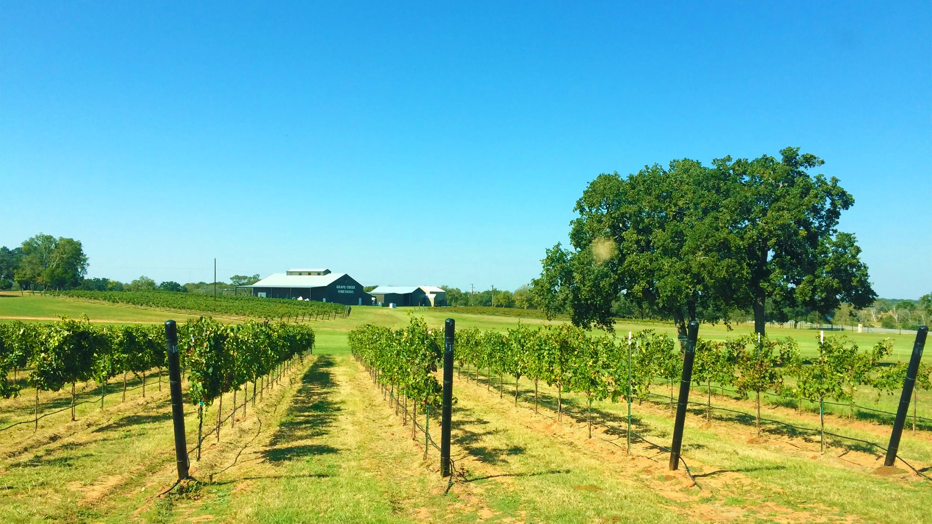 Rows of vineyards in Hill Country near San Antonio.
