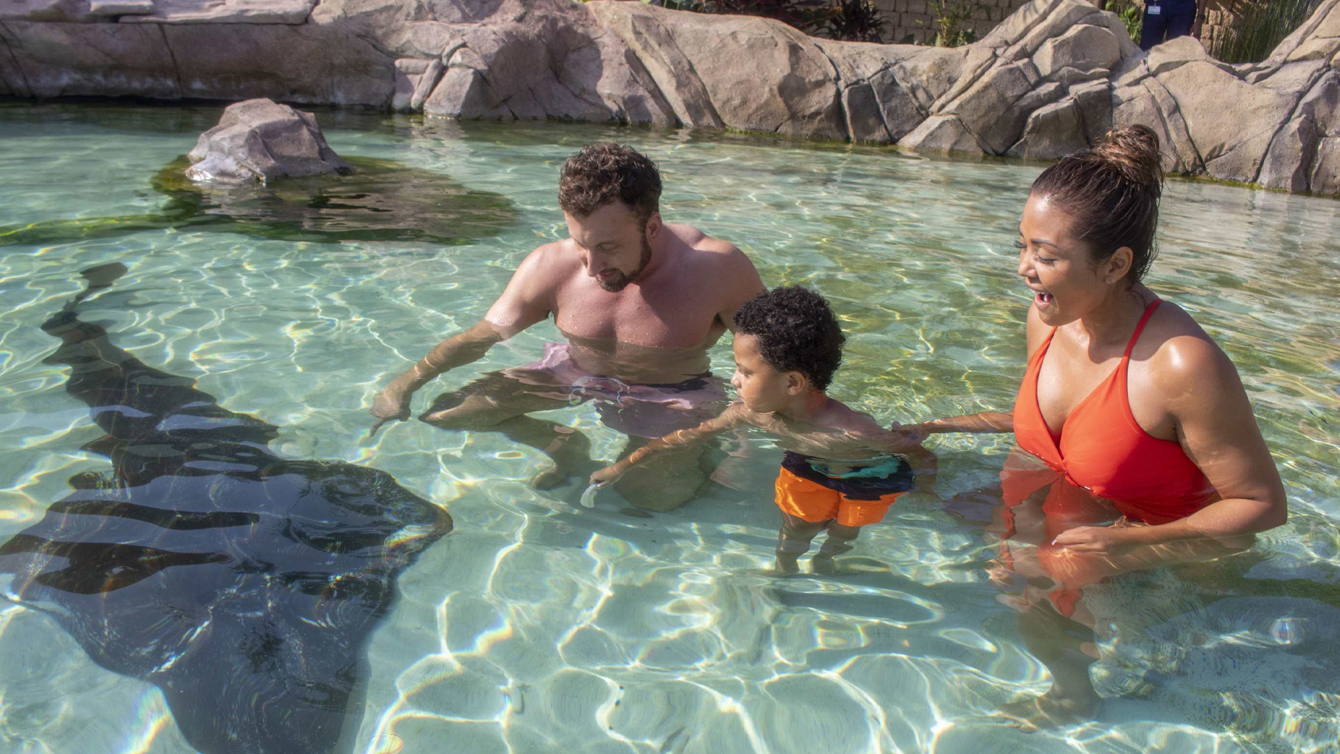 Family swimming with sting ray at SeaWorld San Antonio.
