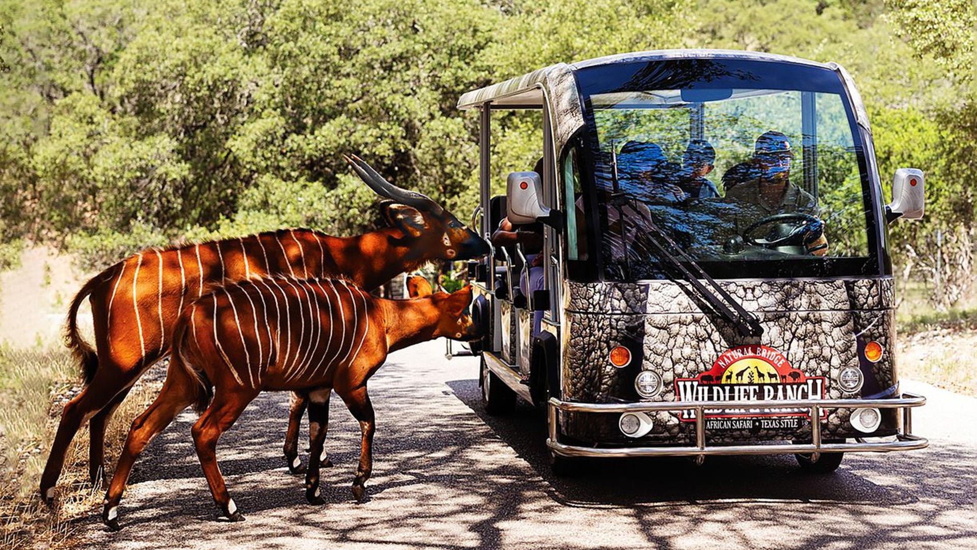 Animals coming up to mini van at Natural Bridge Wildlife.