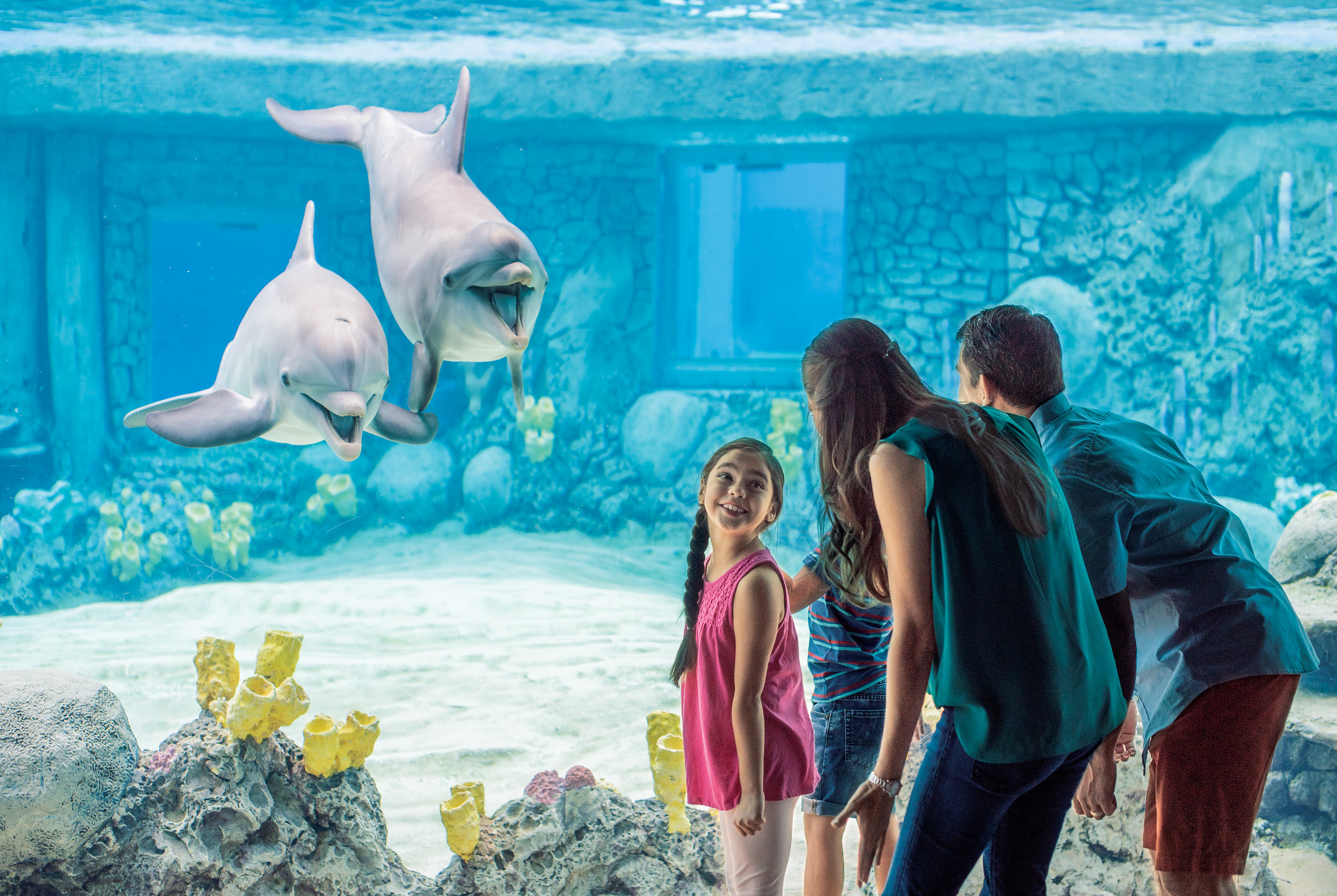 Family laughing inside aquariums looking at dolphins at SeaWorld San Antonio.