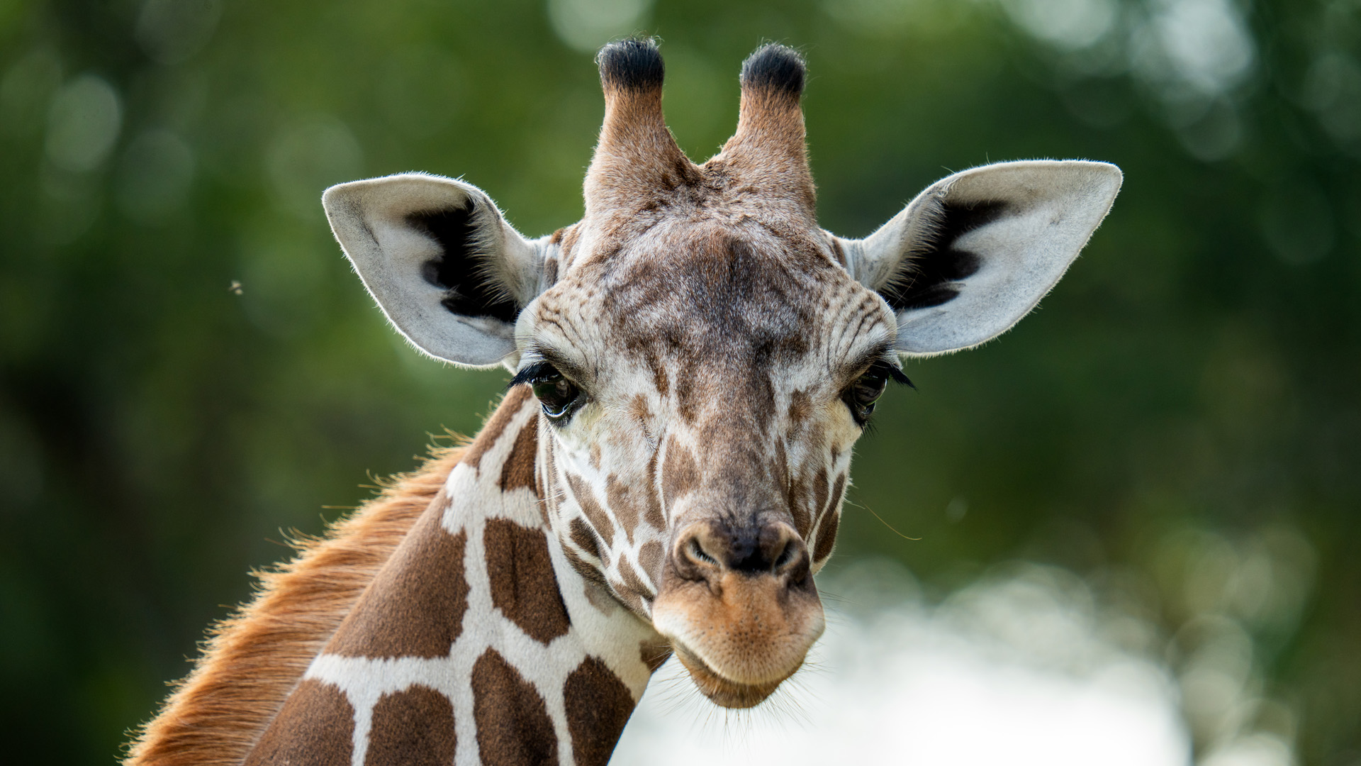 Closeup view of giraffe.