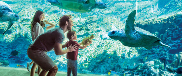 Family looking at sea turtle inside aquarium at SeaWorld San Antonio.