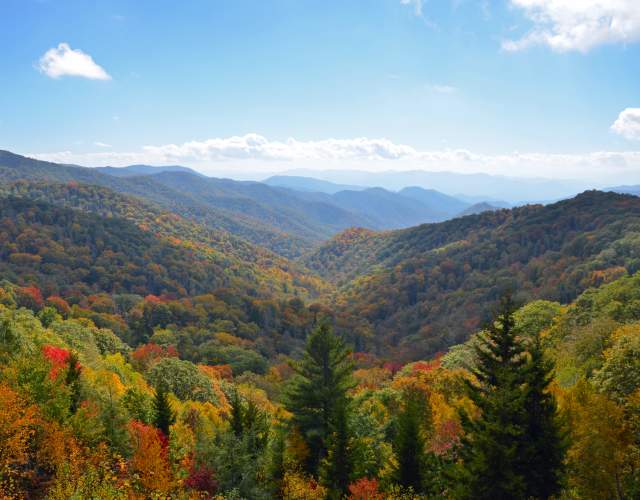 a mountainside filled with colorful trees