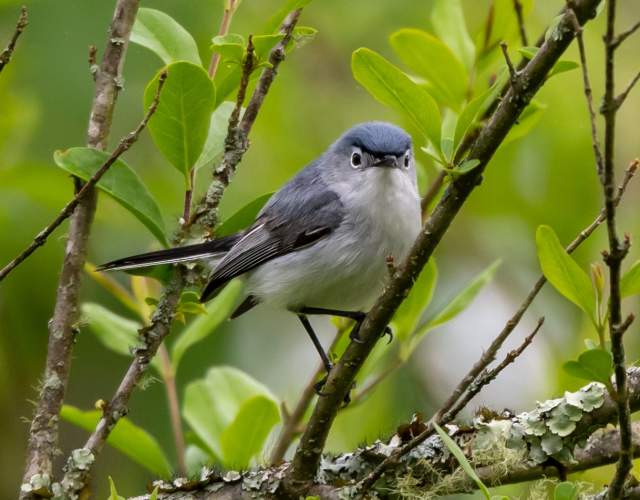 Birding Blue-gray gnatcatcher