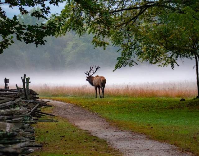 Famous Elk