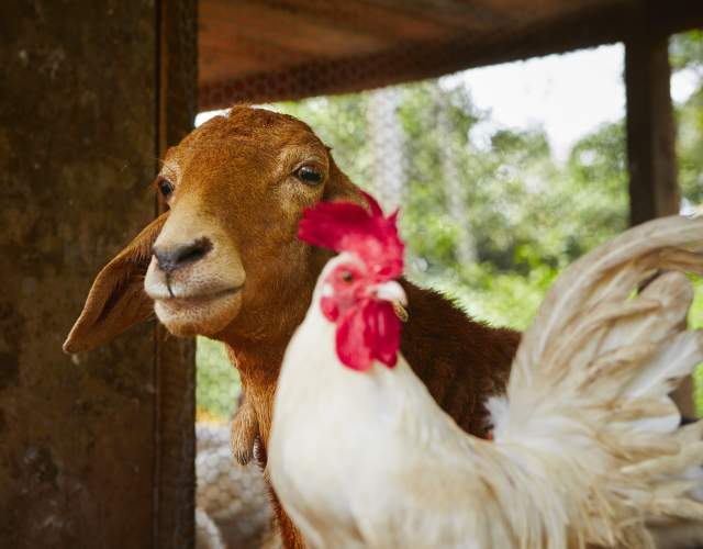 Farm Stays in Bryson City