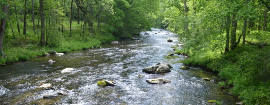 Hazel Creek