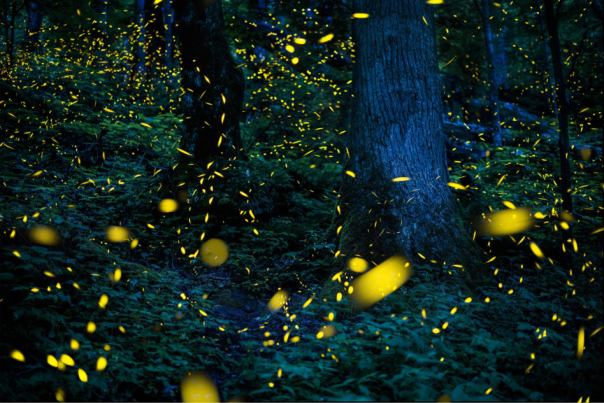 Synchronous Fireflies