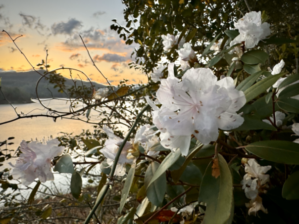Mountain Laurel at Fontana Lake