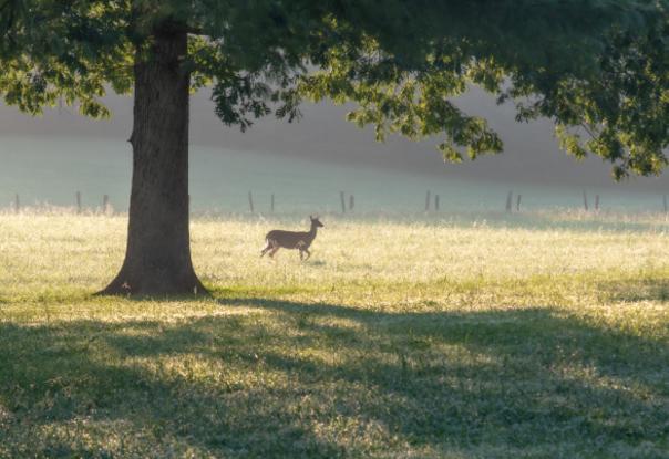 Deer in Cades Cove