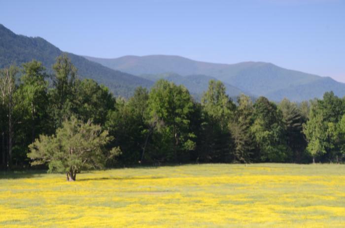 Cades Cove Valley