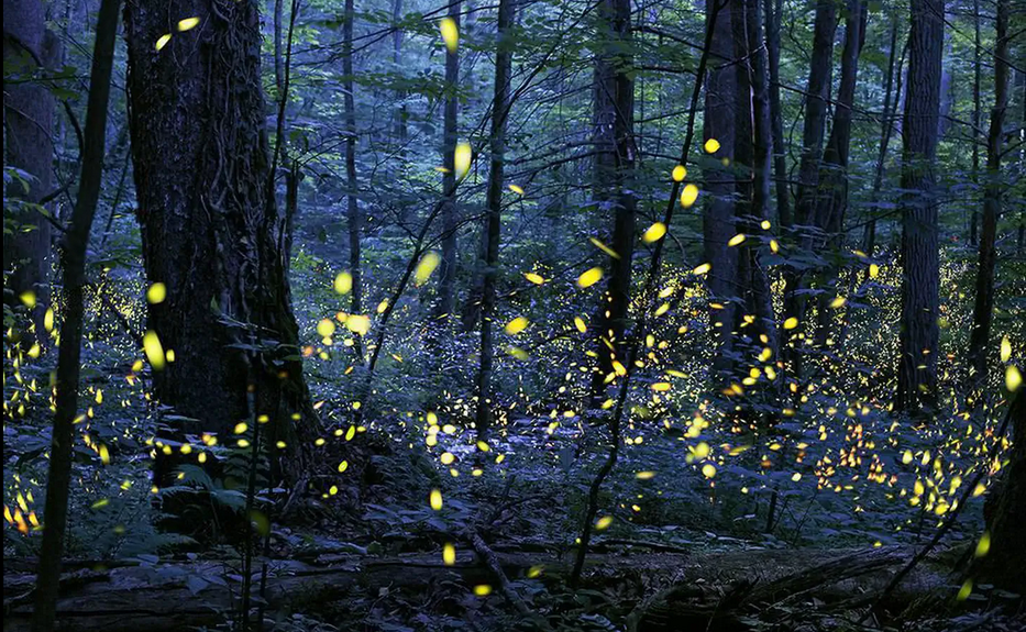 Syncronous Fireflies