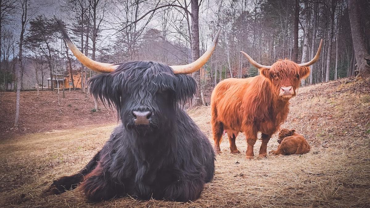 Highland cows