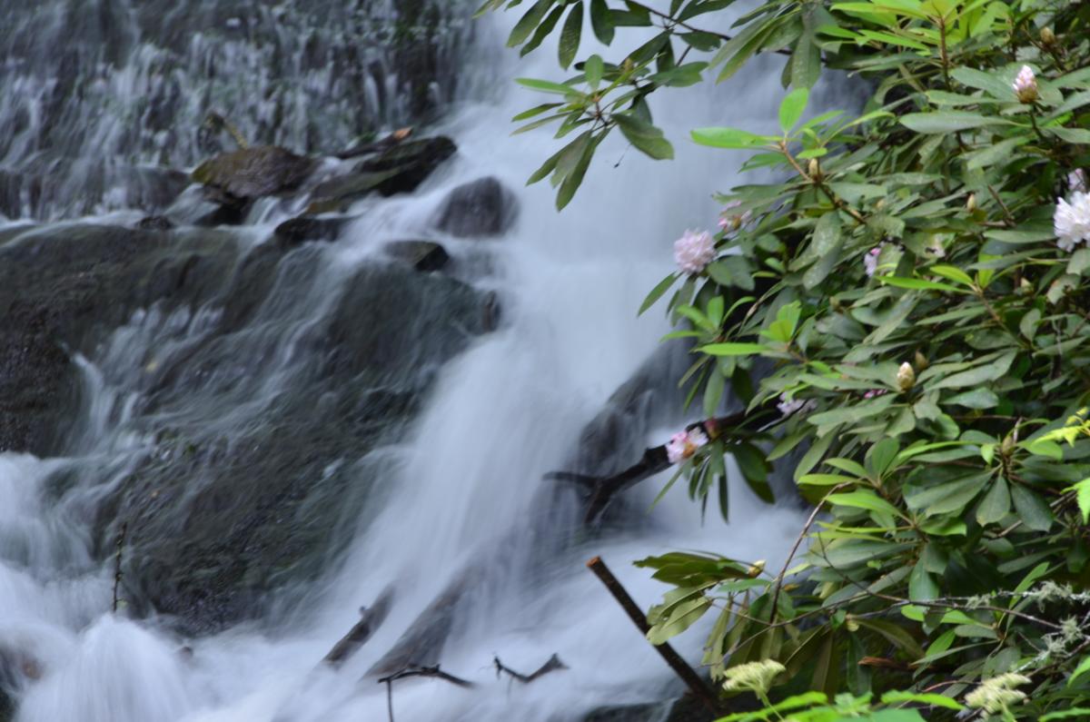 Rhododendron Deep Creek