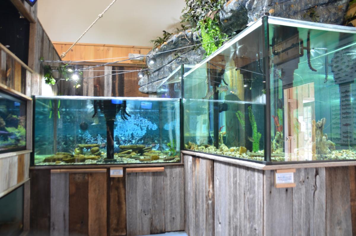 Aquarium Mountain Stream
