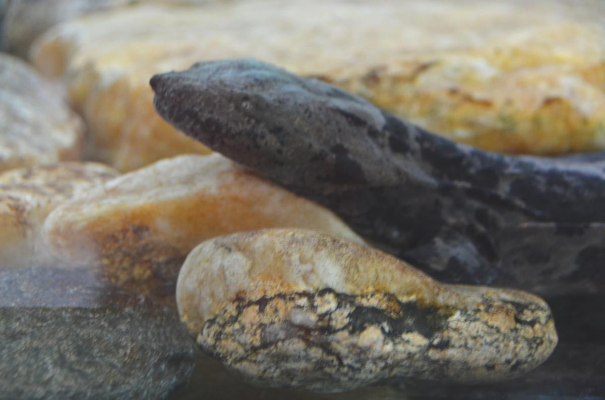 Two Eastern Hellbenders