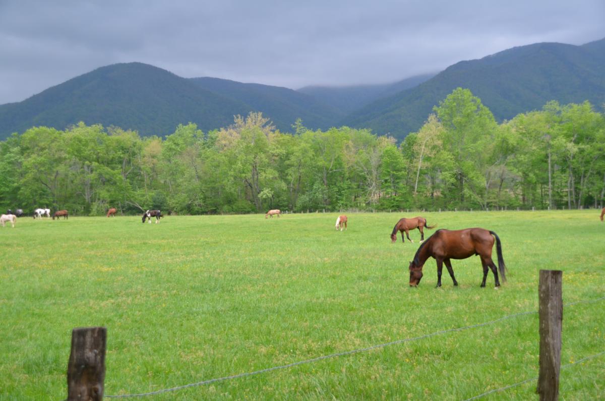 Horses at Cades Cove