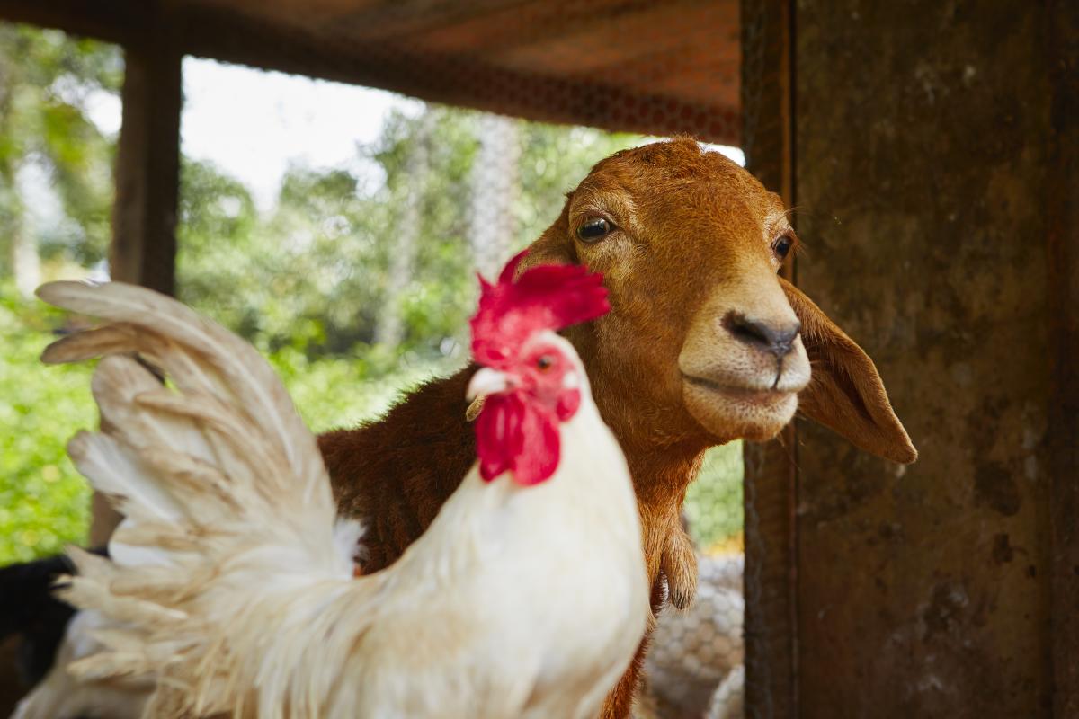 Farm Stays Near Bryson City