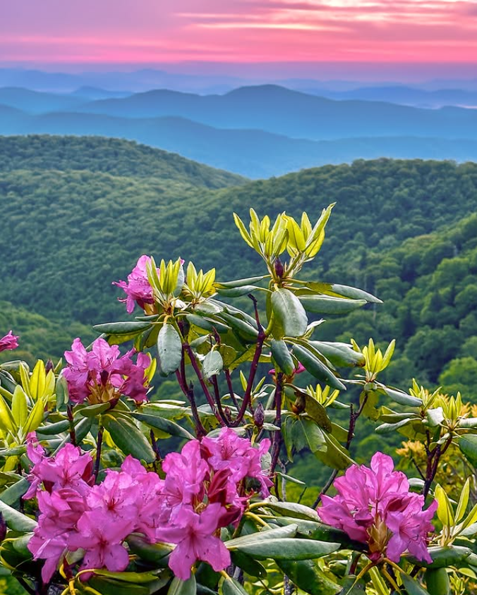rhododendron by Thomas Mabry