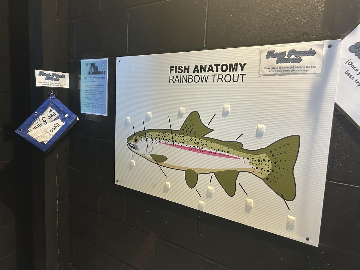 Rainbow Trout Anatomy Aquarium