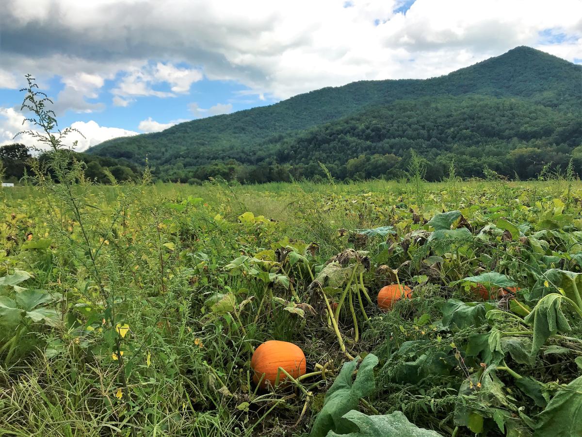 Darnell Farms Pumpkin