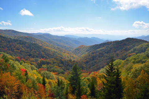a mountainside filled with colorful trees
