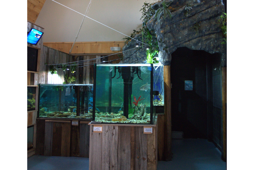 Aquarium Mountain Stream
