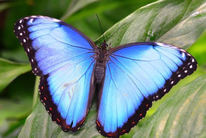 G.T. Butterfly House & Bug Zoo