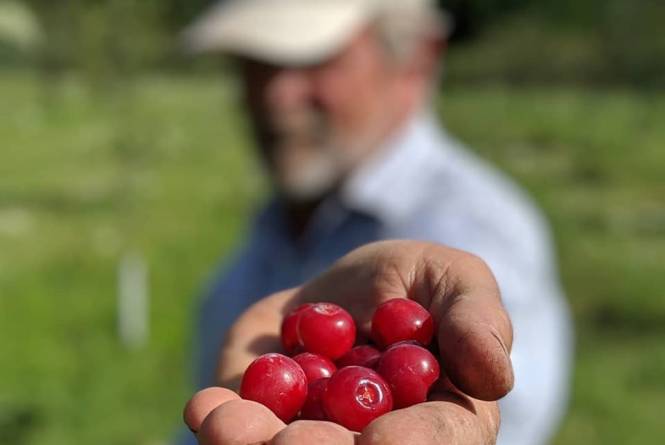 North Star Organics handful of cherries