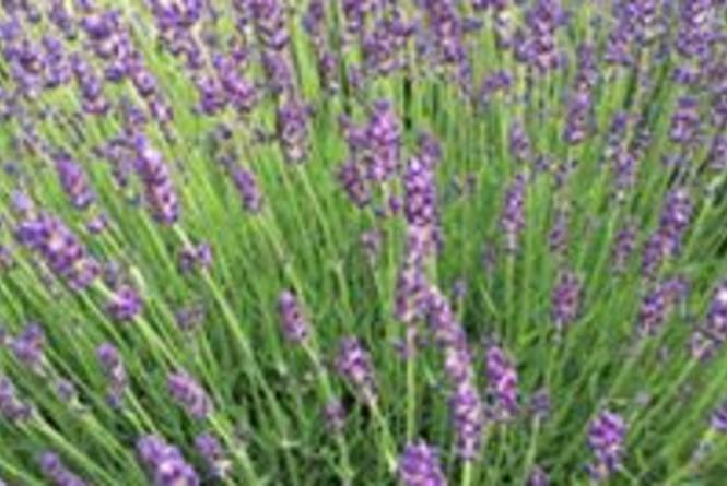Harbor View Nursery & Lavender Farm