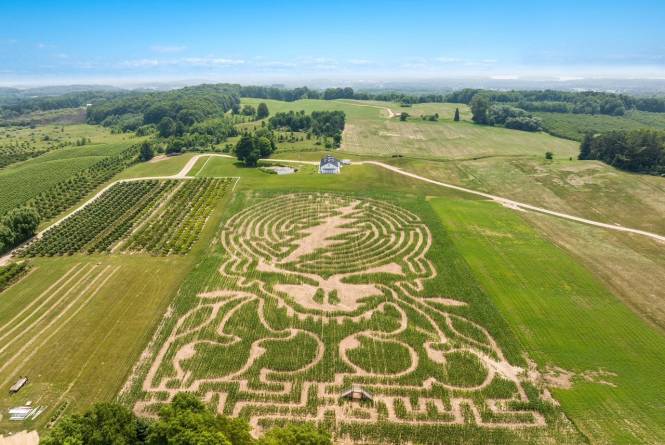 Corn Maze