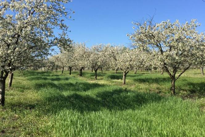 Nugent Orchards