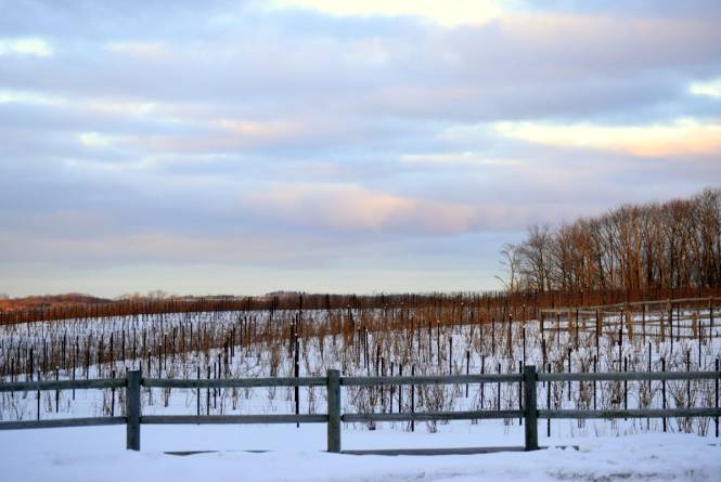 OM-Montana Rusa Vineyard-Winter