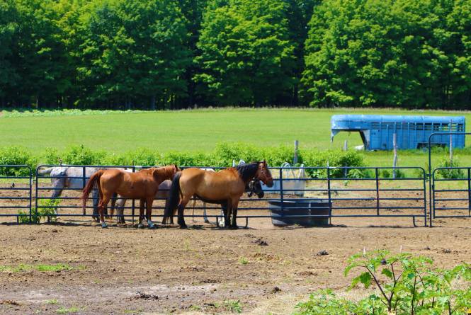 Outrider Horseback Riding