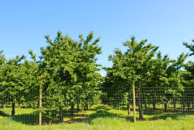 Third Coast Fruit Co.
