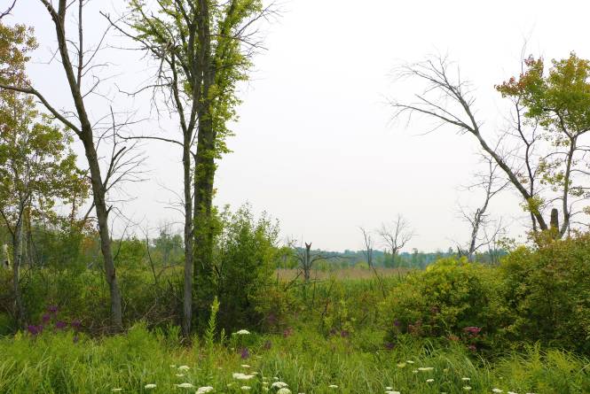 Trapp Farm Nature Preserve